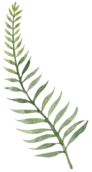fern illustration