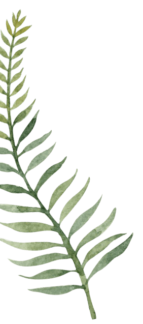fern illustration