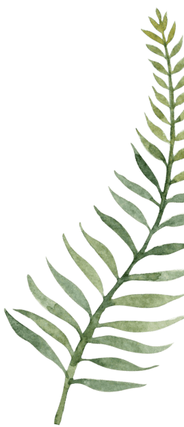 fern illustration