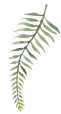 fern illustration
