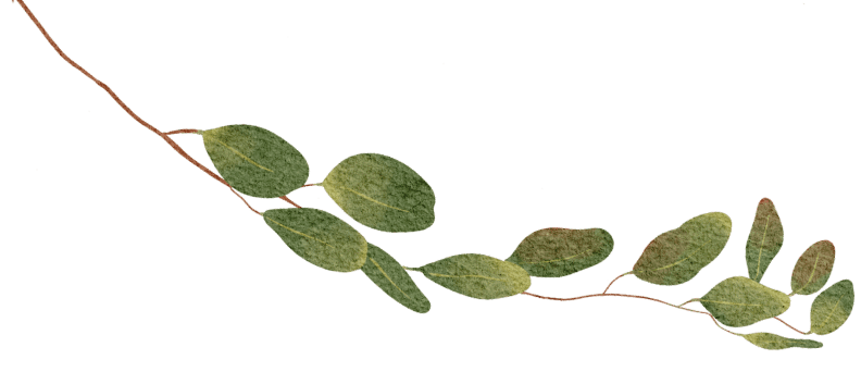 leafy branch illustration