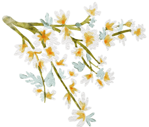 Medler flower illustration