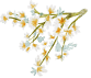 Medler flower illustration