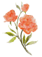 flower illustration
