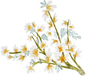 Medlar flower illustration