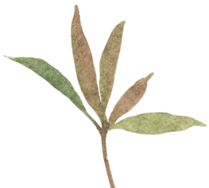 leafy branch