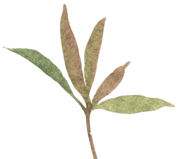 leafy branch
