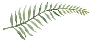 fern illustration