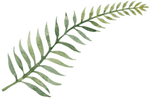 fern illustration