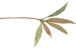 leafy branch