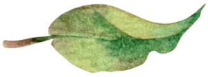 leaf illustration
