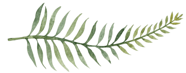 fern illustration