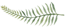 fern illustration