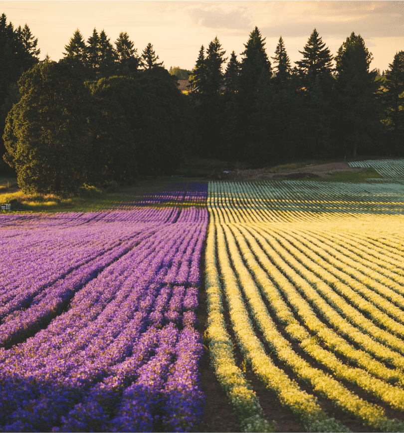 Yorkshire Lavender Day Out near Dewars Hotel