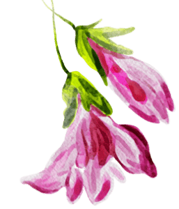 pink flower illustrations