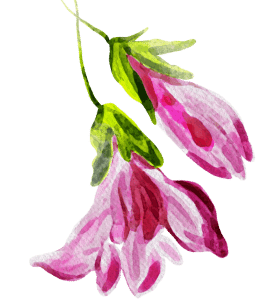 pink flower illustrations