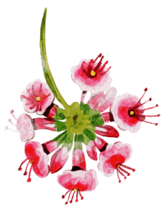 red flowers