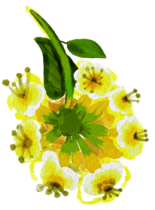 yellow flowers